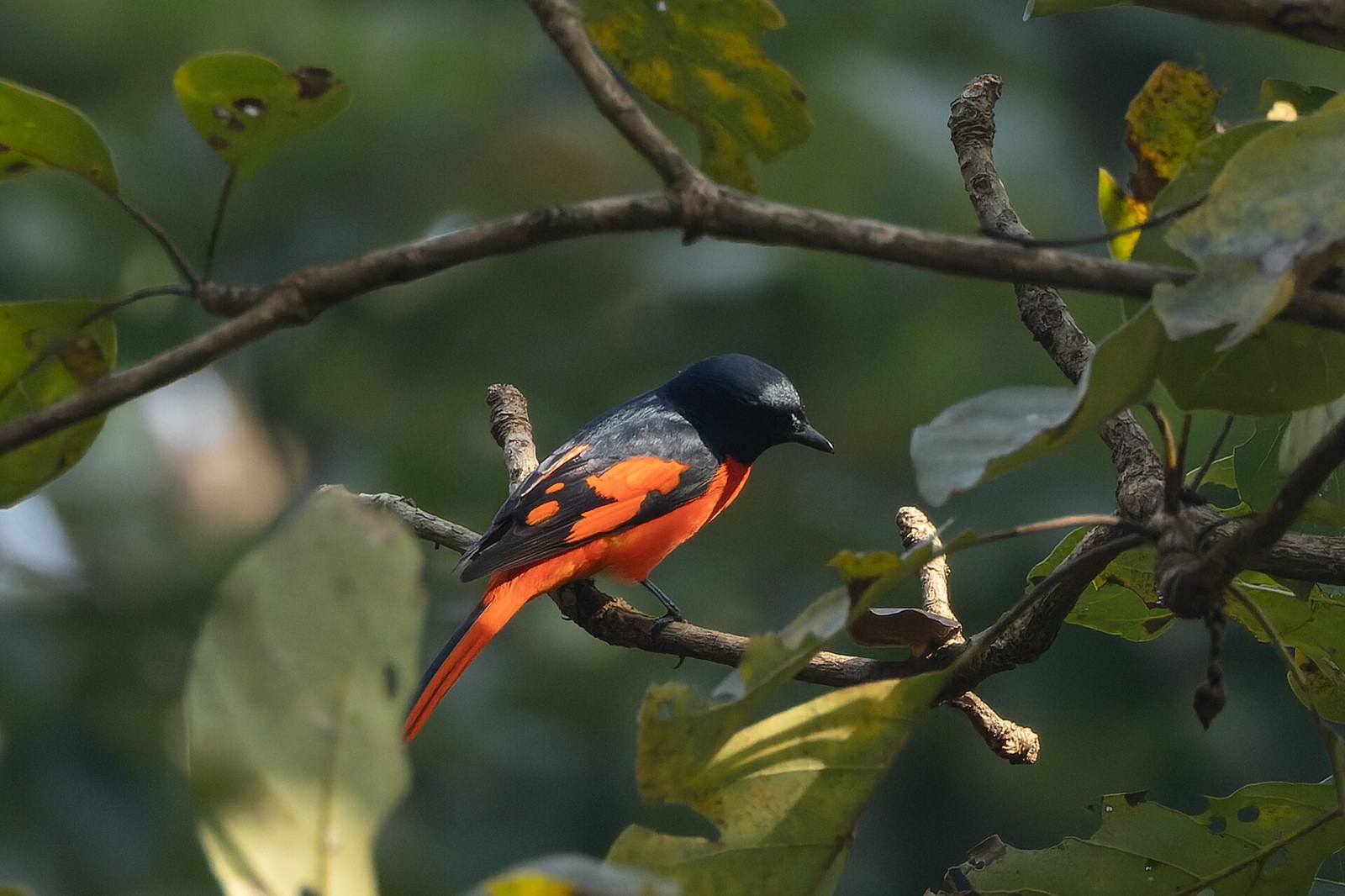 Pestrec šarlátový (Pericrocotus speciosus)