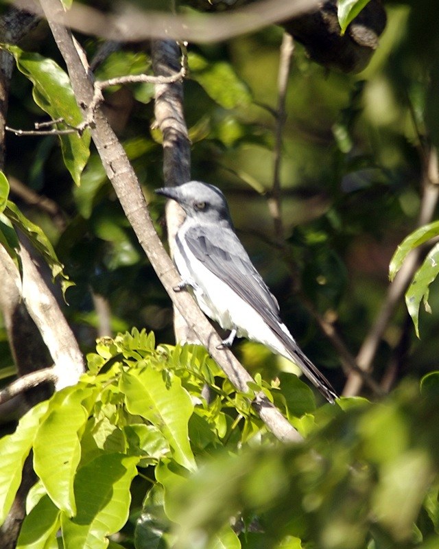 Pestrec sťahovavý (Pericrocotus divaricatus)