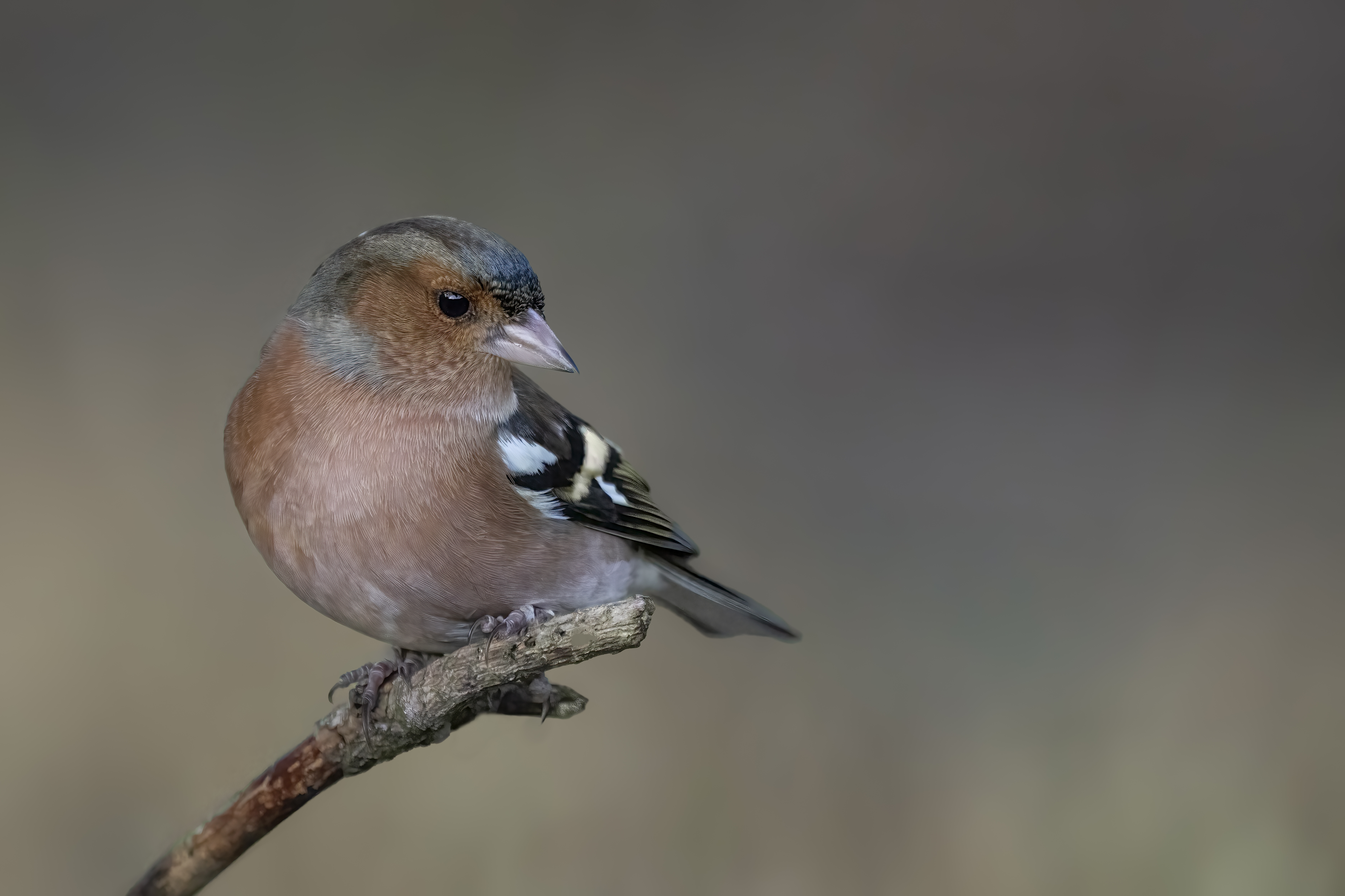 Pinka obyčajná — Fringilla coelebs, dospelý samček v plnom svadobnom šate s oceľovo-modrosivou hlavou a šijou, tehlovo-červenou hruďou a lícami, hnedým chrbtom a charakteristickými dvomi bielymi pásmi a bielymi zrkadielkami na krídlach (najjednoduchší identifikačný znak), najpočetnejší vták Európy s populáciou 130–240 miliónov hniezdnych párov (BirdLife International 2021)