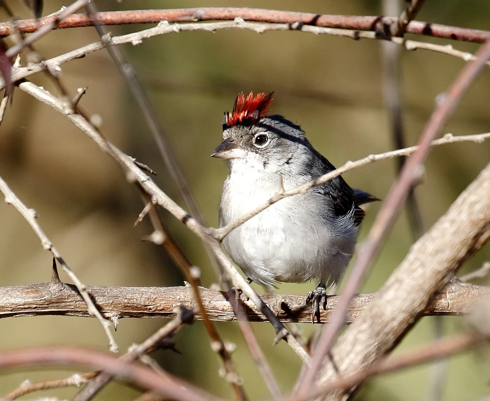 Pinka sivá (Coryphospingus pileatus)