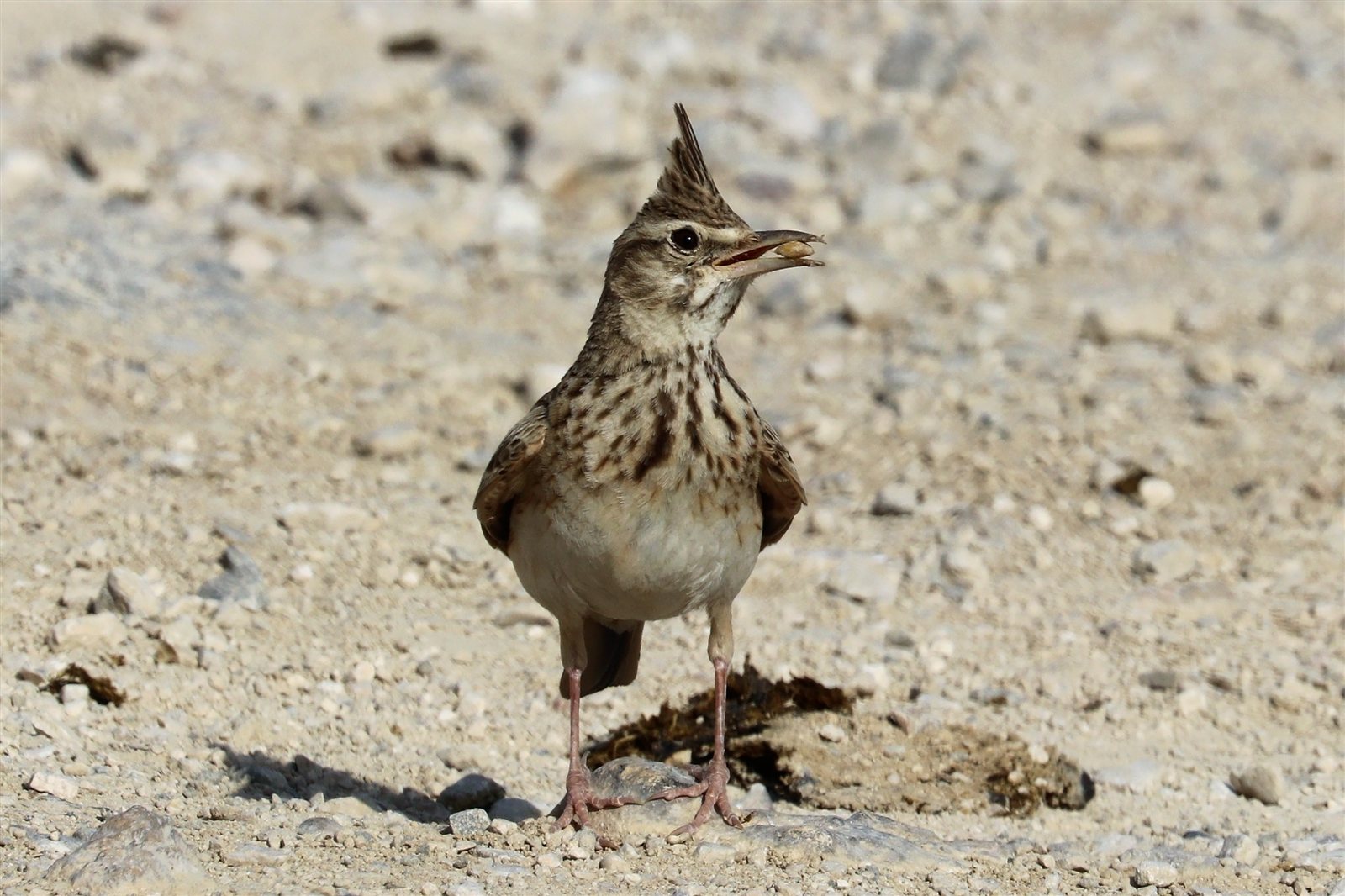 Pipíška chochlatá — poddruh G. c. brachyura („krátkochvostá", Levant + Arábia + Jordán), pri Mŕtvom mori Jordánsko 2018, foto Charles J. Sharp CC BY-SA 4.0. Brachyura má kratší chvost a žltohnedý oker.