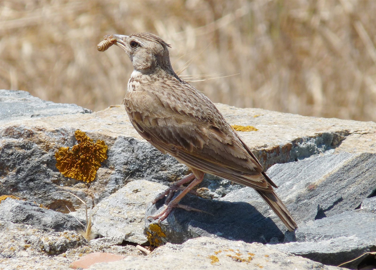 Pipíška chochlatá — poddruh G. c. meridionalis (juh Európy + Stredomorie), ostrov Delos Grécko 2009, foto Avitopia CC BY-SA 3.0. Meridionalis je tmavšia, sýtejšie hnedá ako nominátna.