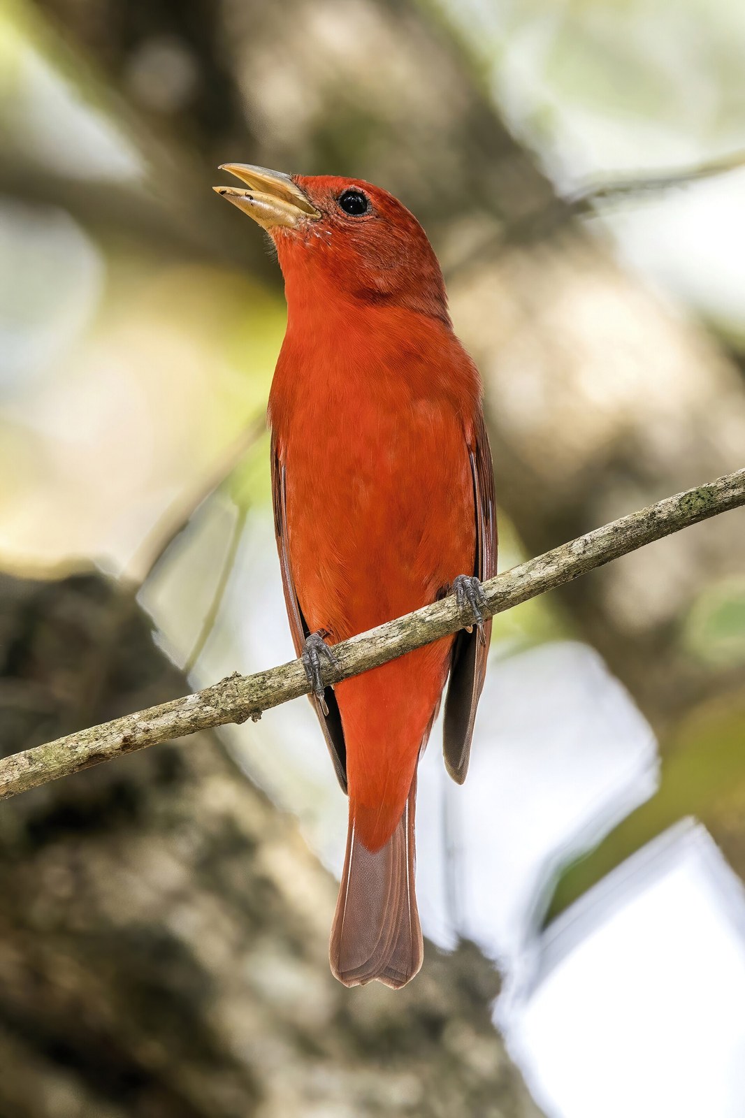 Piranga červená (Piranga rubra)