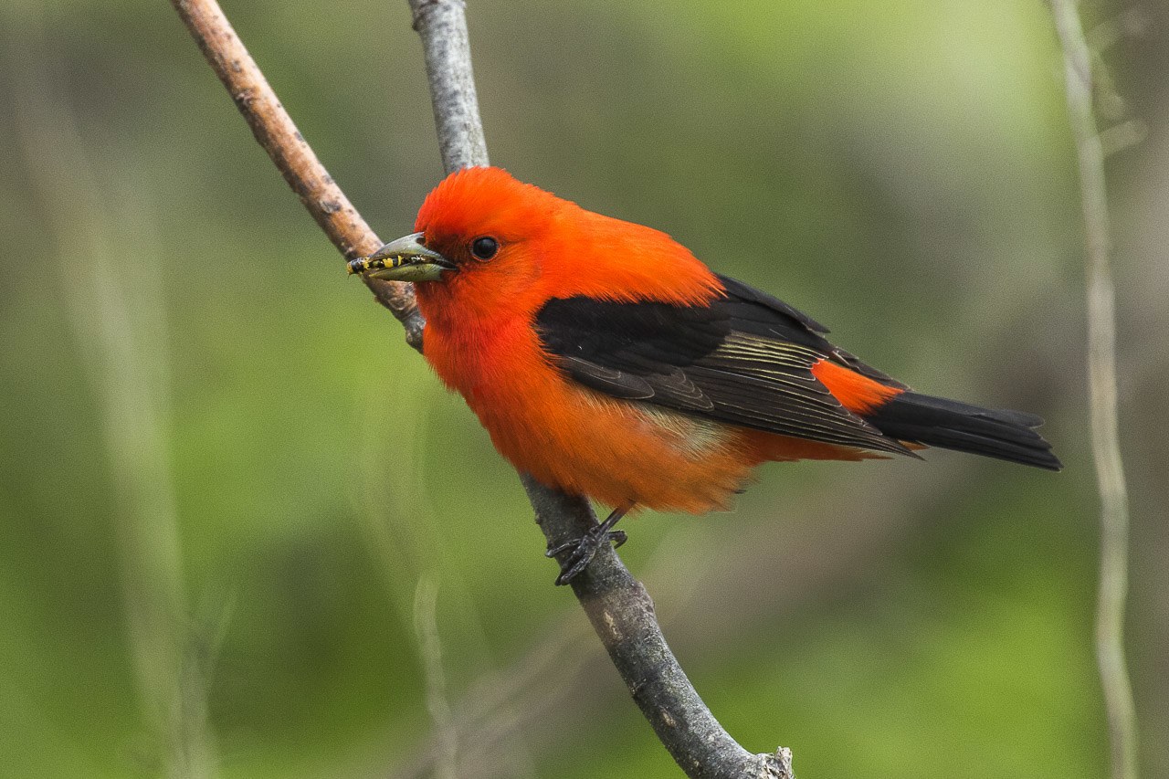 Piranga šarlátová (Piranga olivacea)