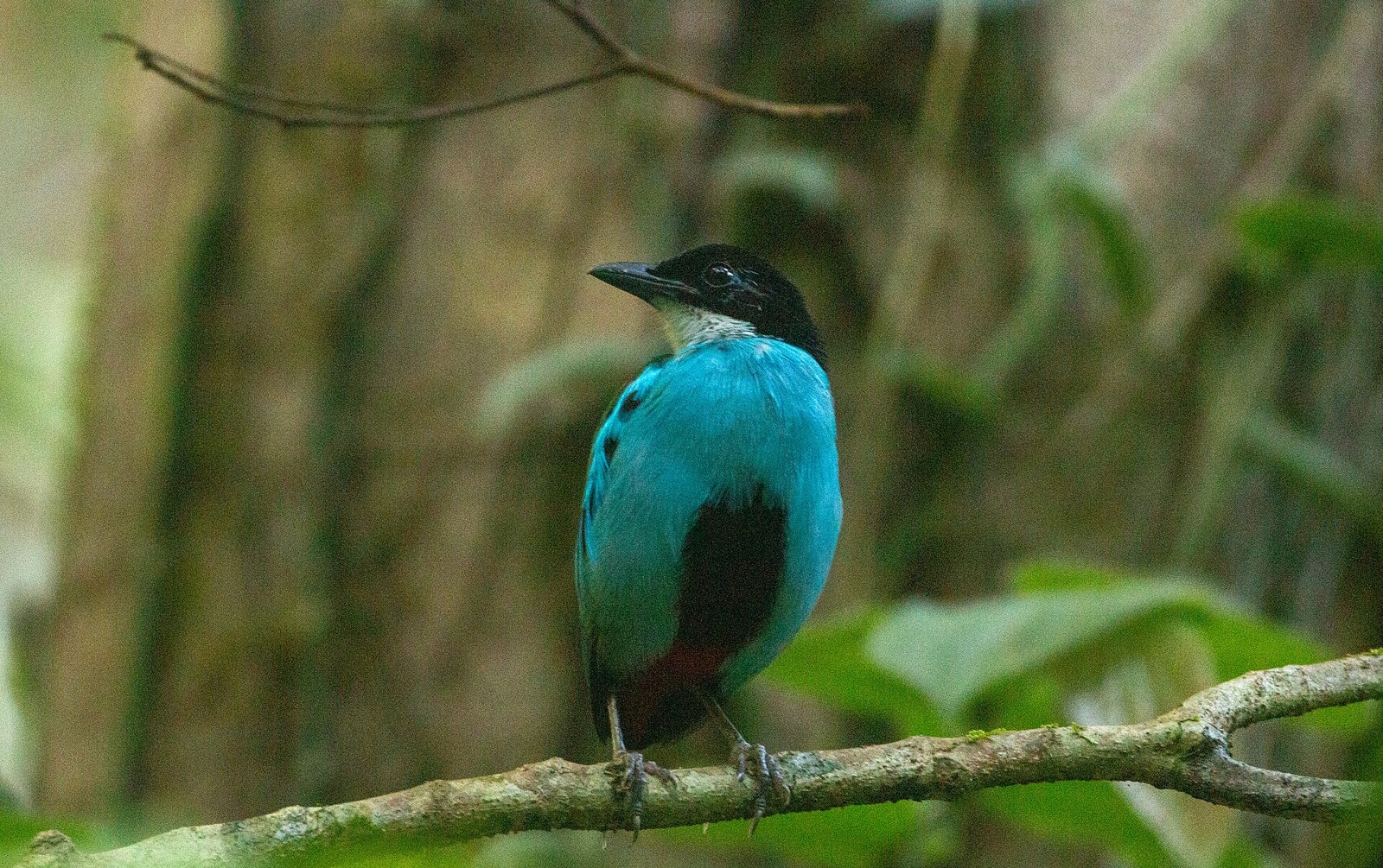 Pita azúrovoprsá (Pitta steerii)