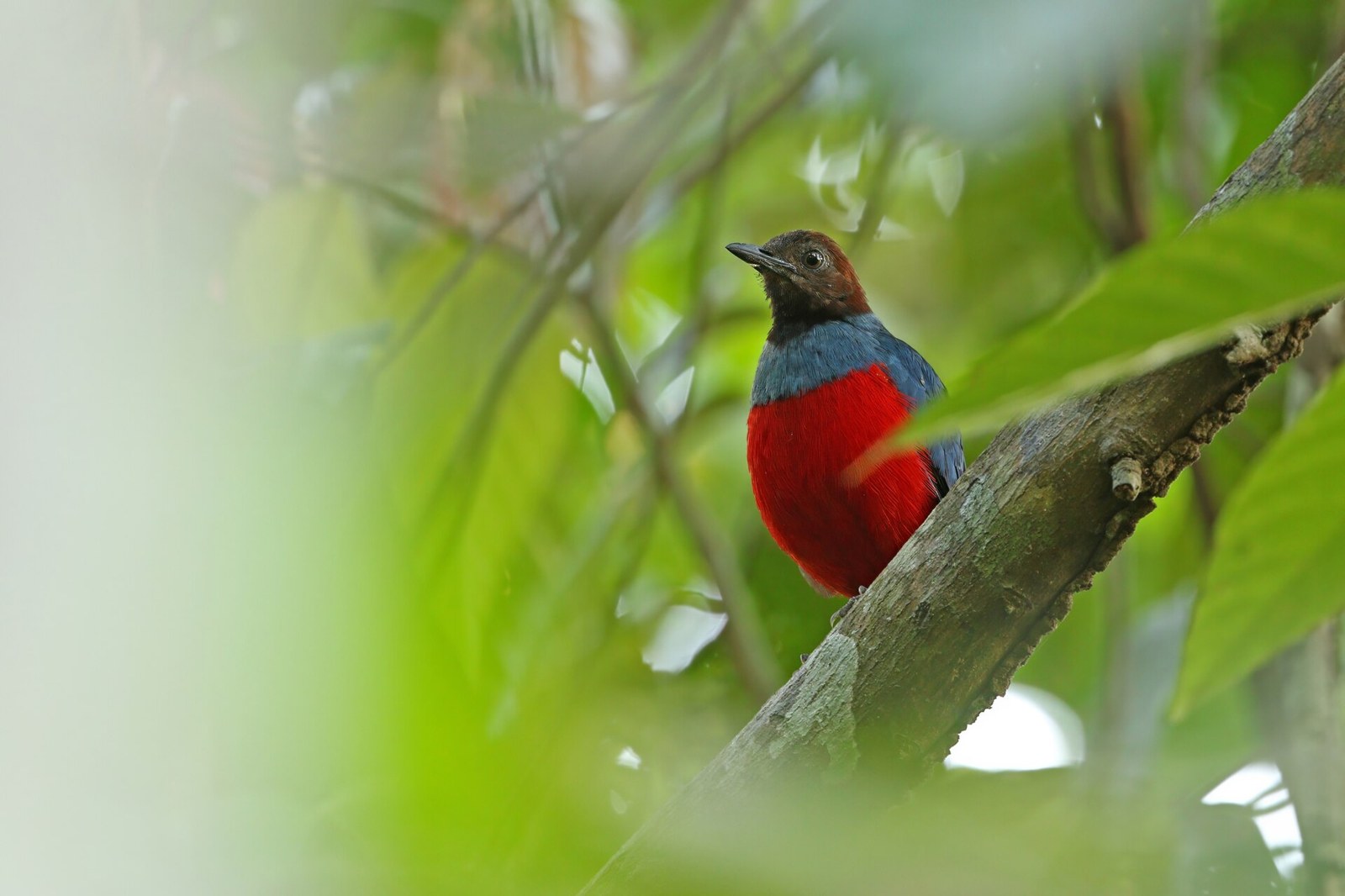Pita červenobruchá (Erythropitta erythrogaster)