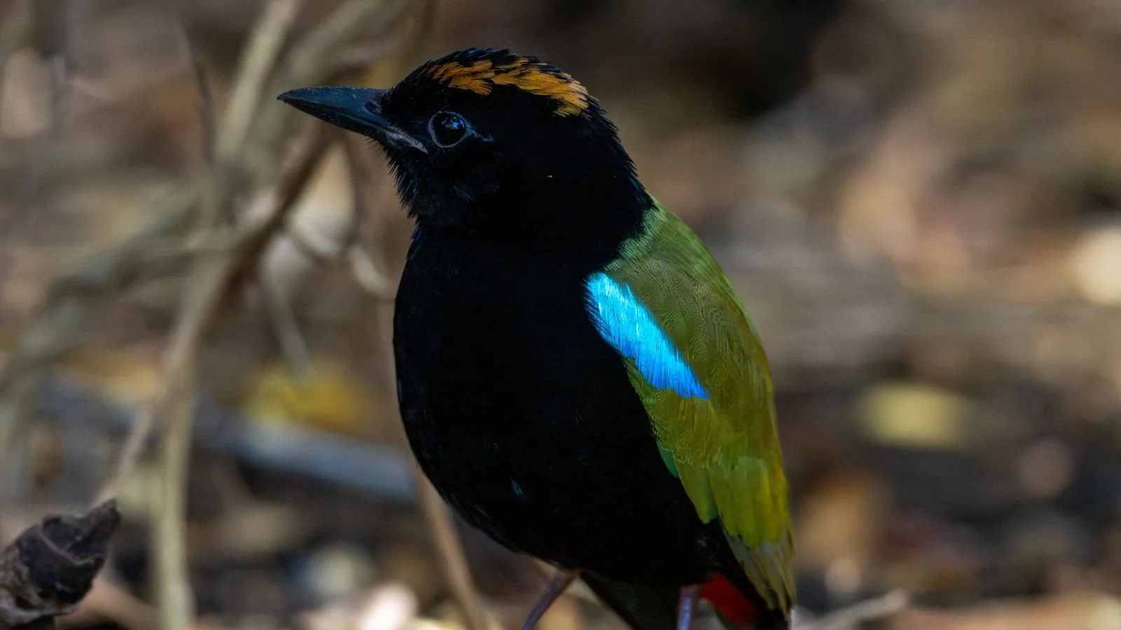 Pita dúhová (Pitta iris)