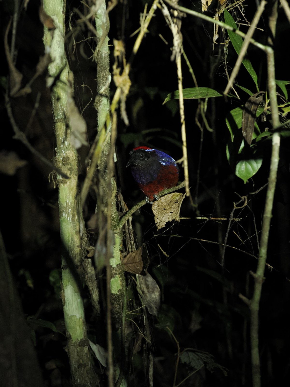 Pita granátová (Erythropitta granatina)