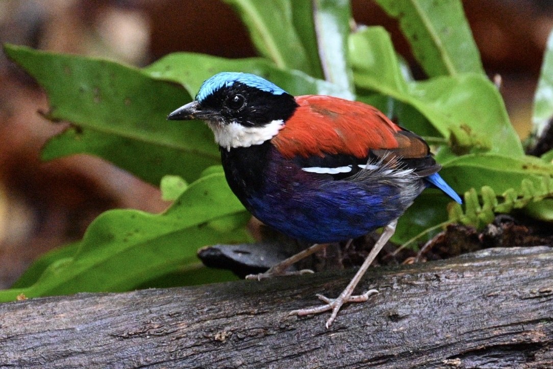 Pita hnedochrbtá (Hydrornis baudii)