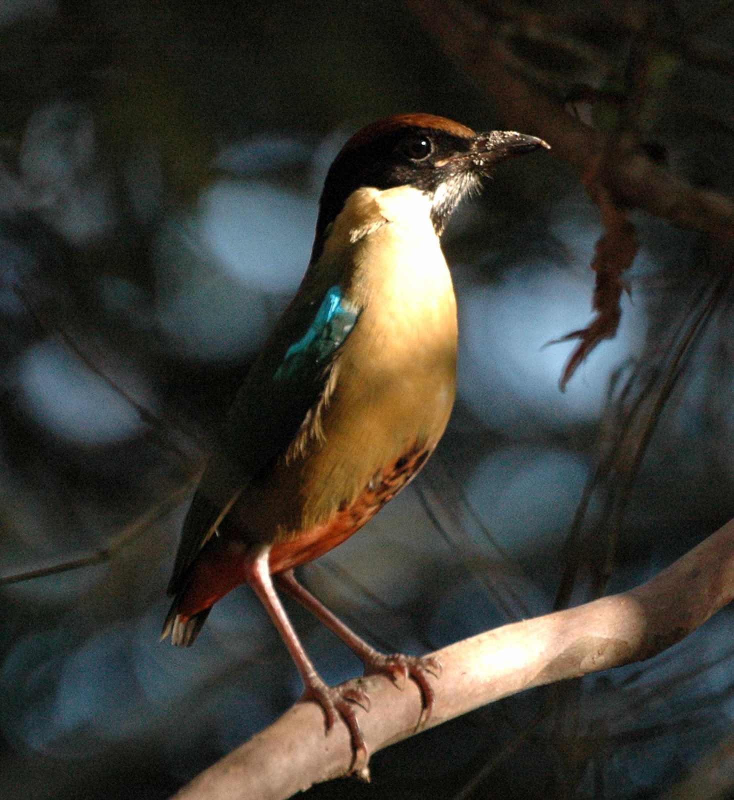 Pita krikľavá (Pitta versicolor)