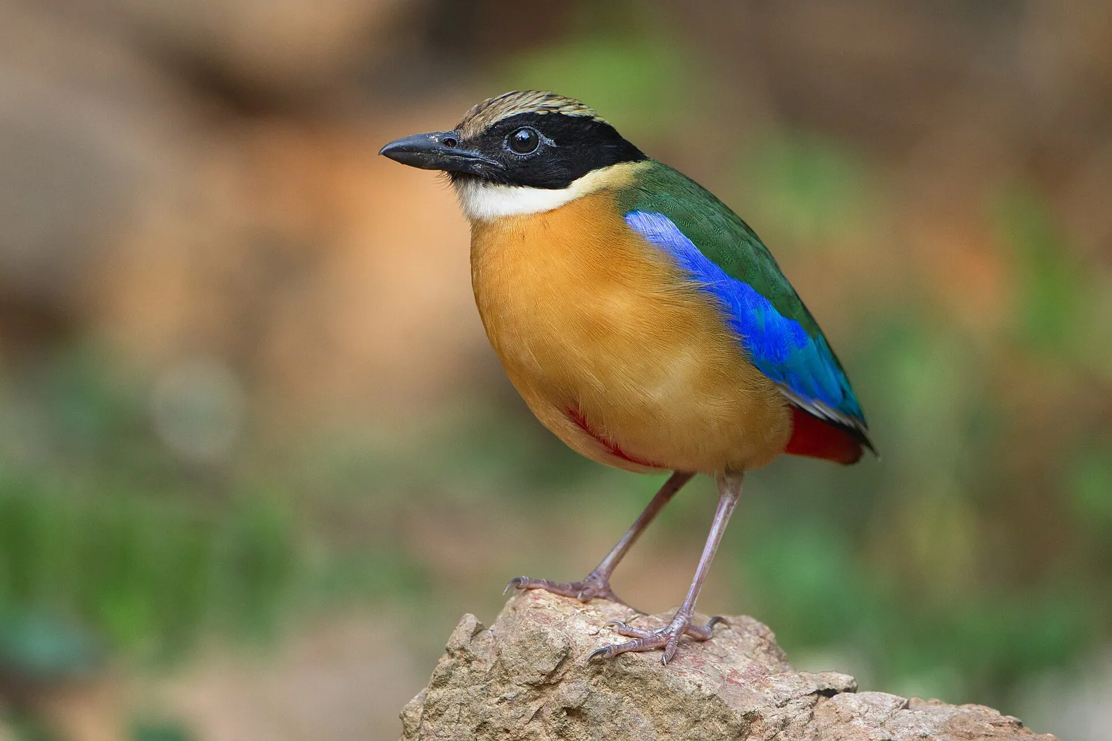Pita modrokrídla (Pitta moluccensis)