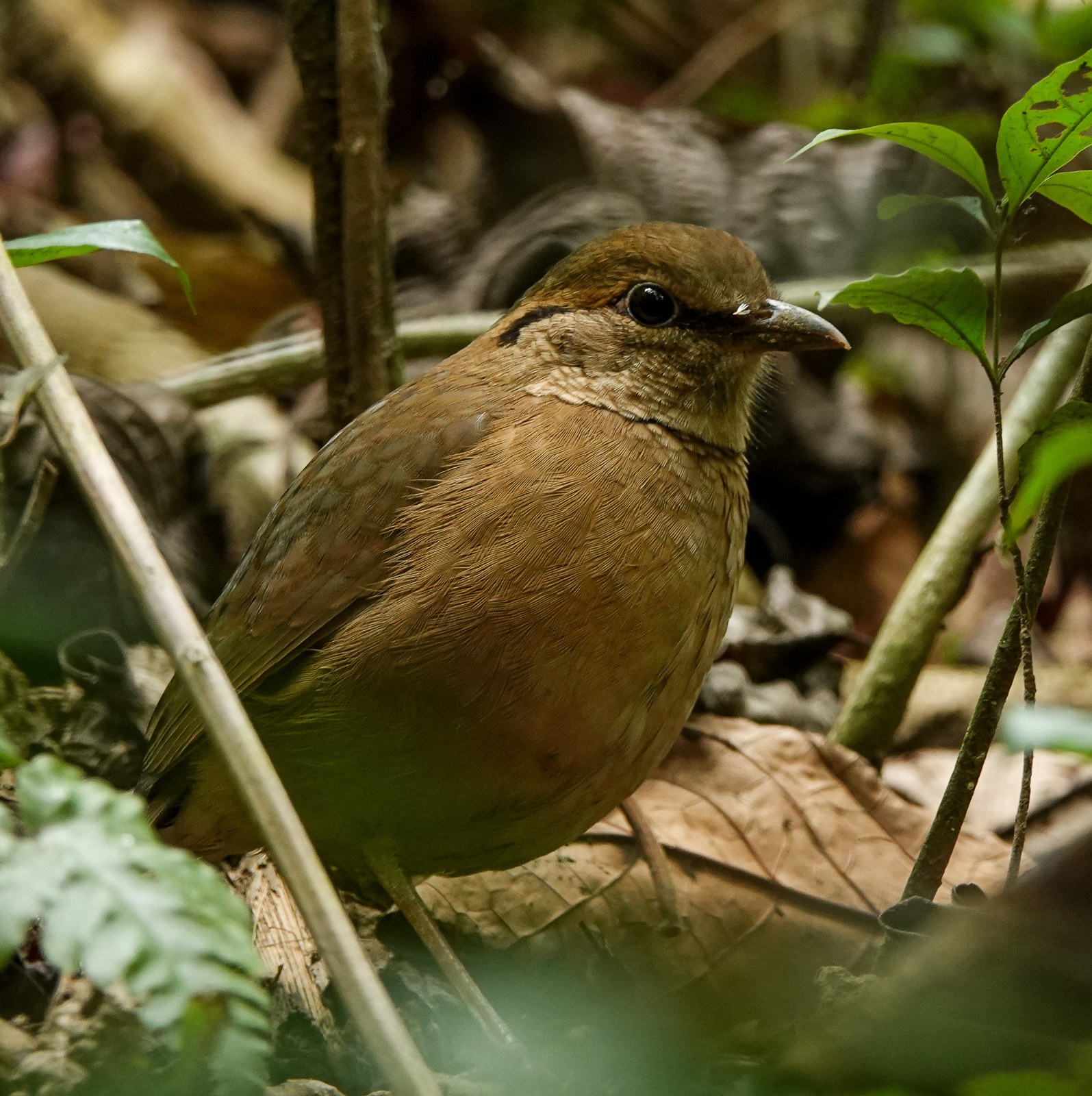 Pita modrotylová (Hydrornis nipalensis)