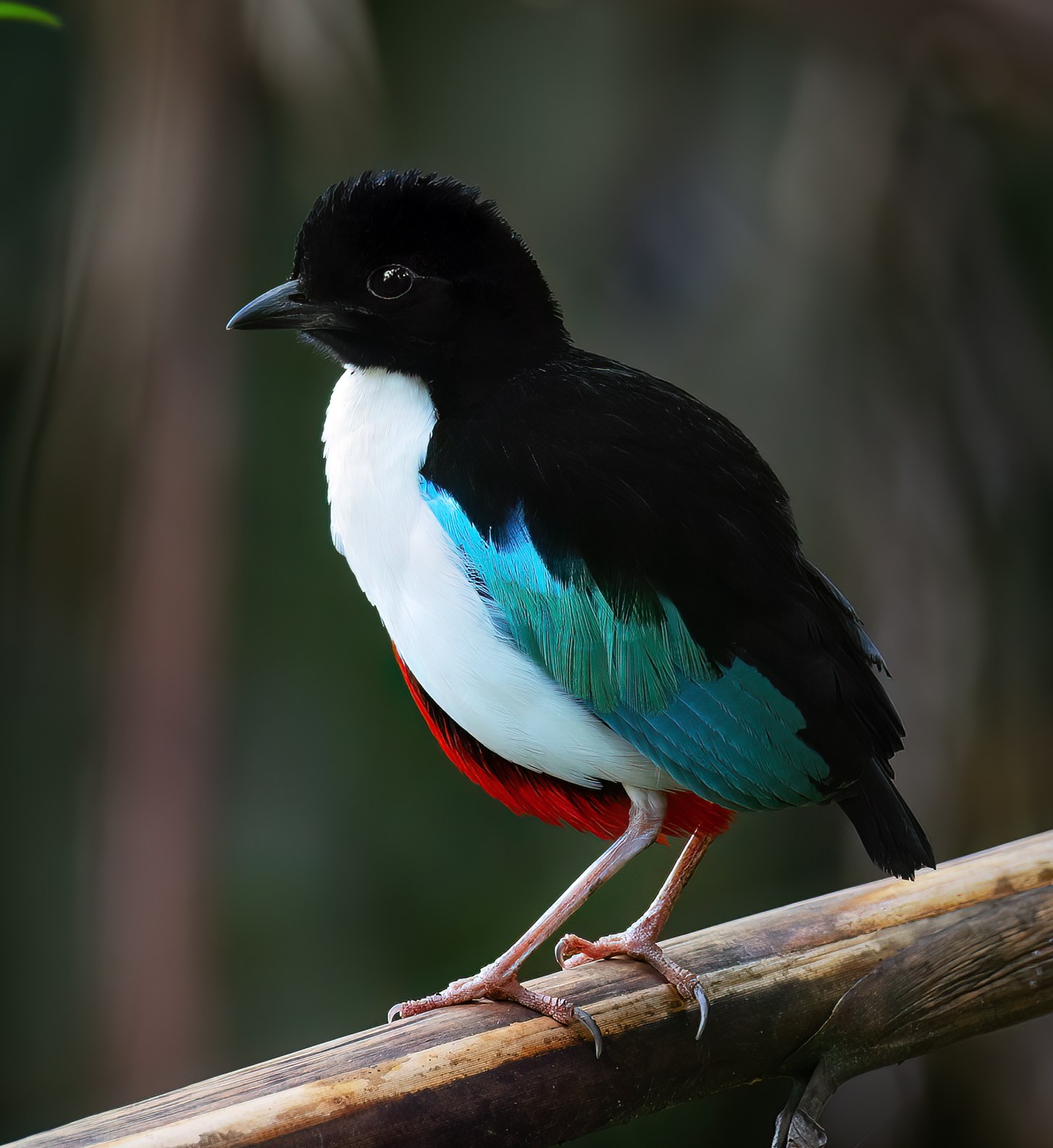 Pita molucká (Pitta maxima)