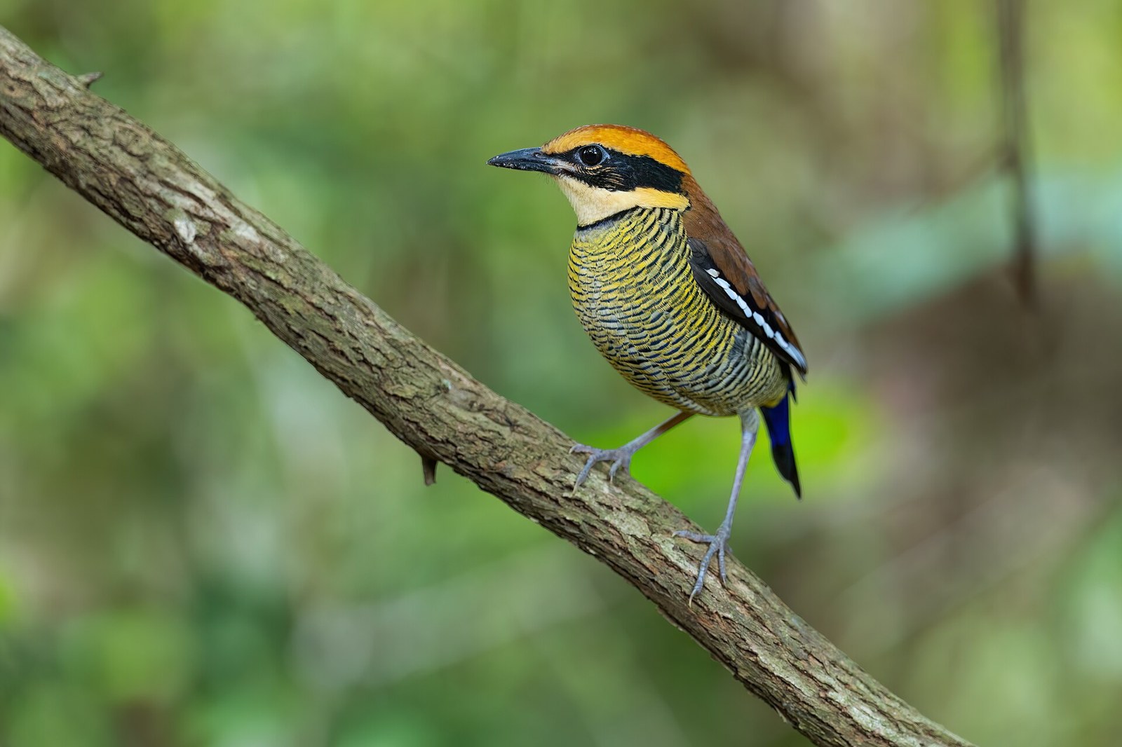 Pita pásikavá (Hydrornis guajanus)