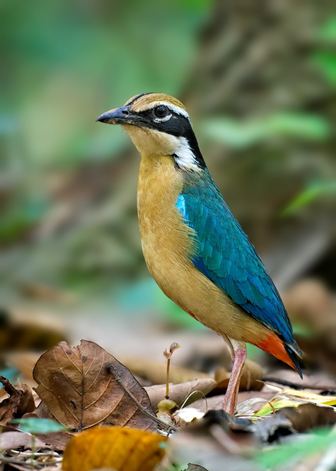 Pita pestrá (Pitta brachyura)