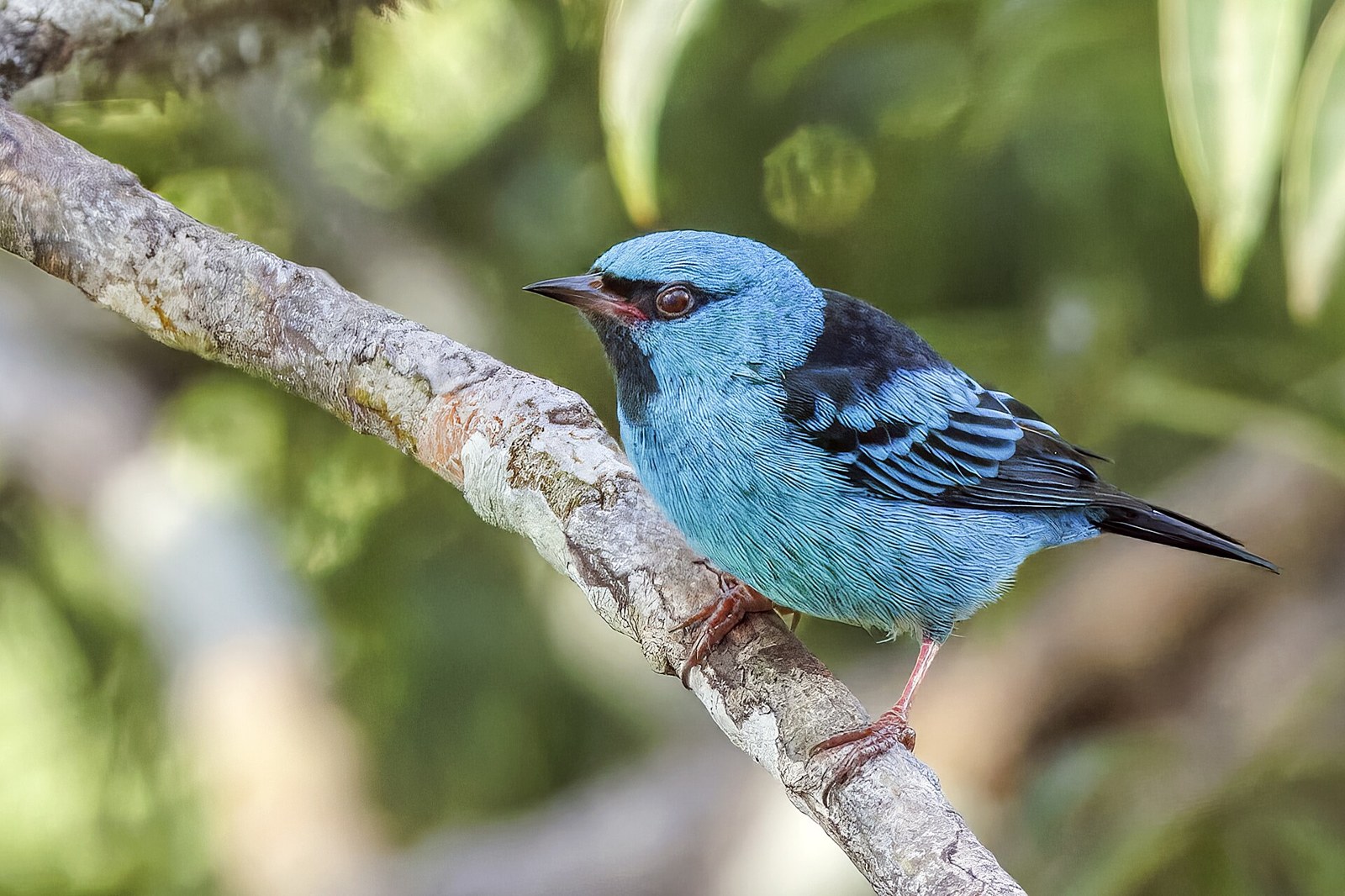 Pitpit modrý (Dacnis cayana)