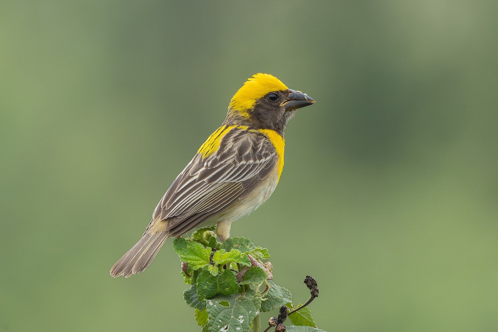Pletiarka baja (Ploceus philippinus)