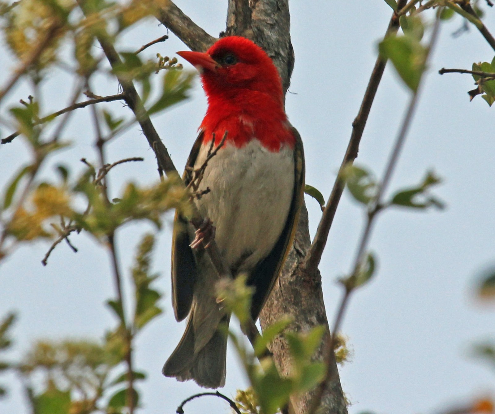 Pletiarka červenohlavá (Anaplectes rubriceps)