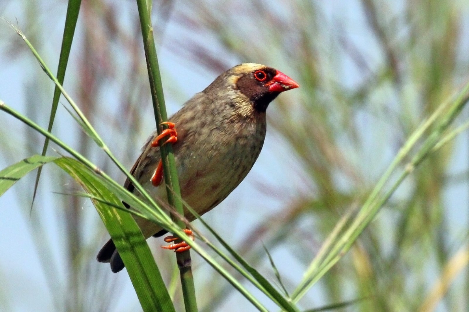 Pletiarka červenozobá (Quelea quelea)
