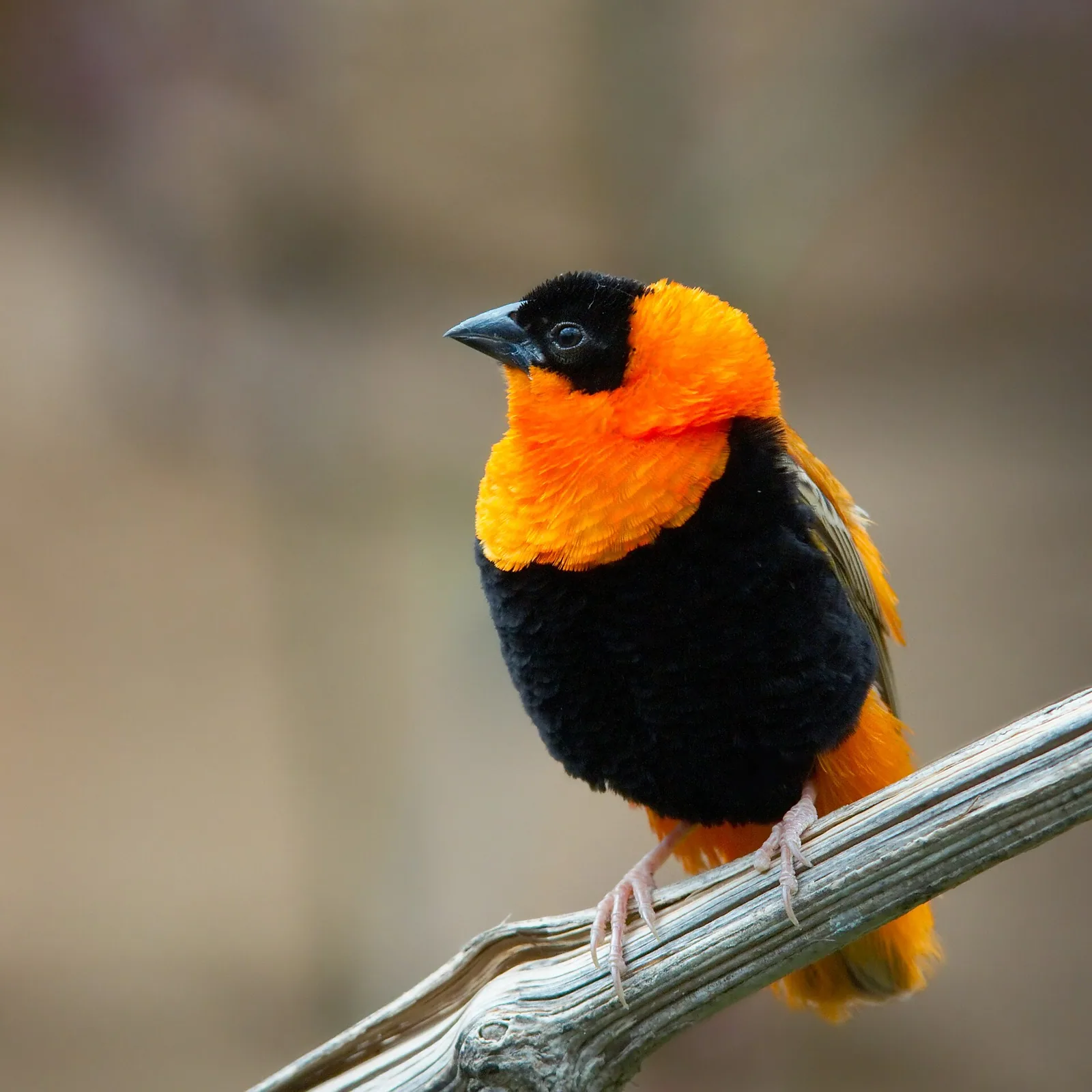 Pletiarka ohnivá (Euplectes orix)