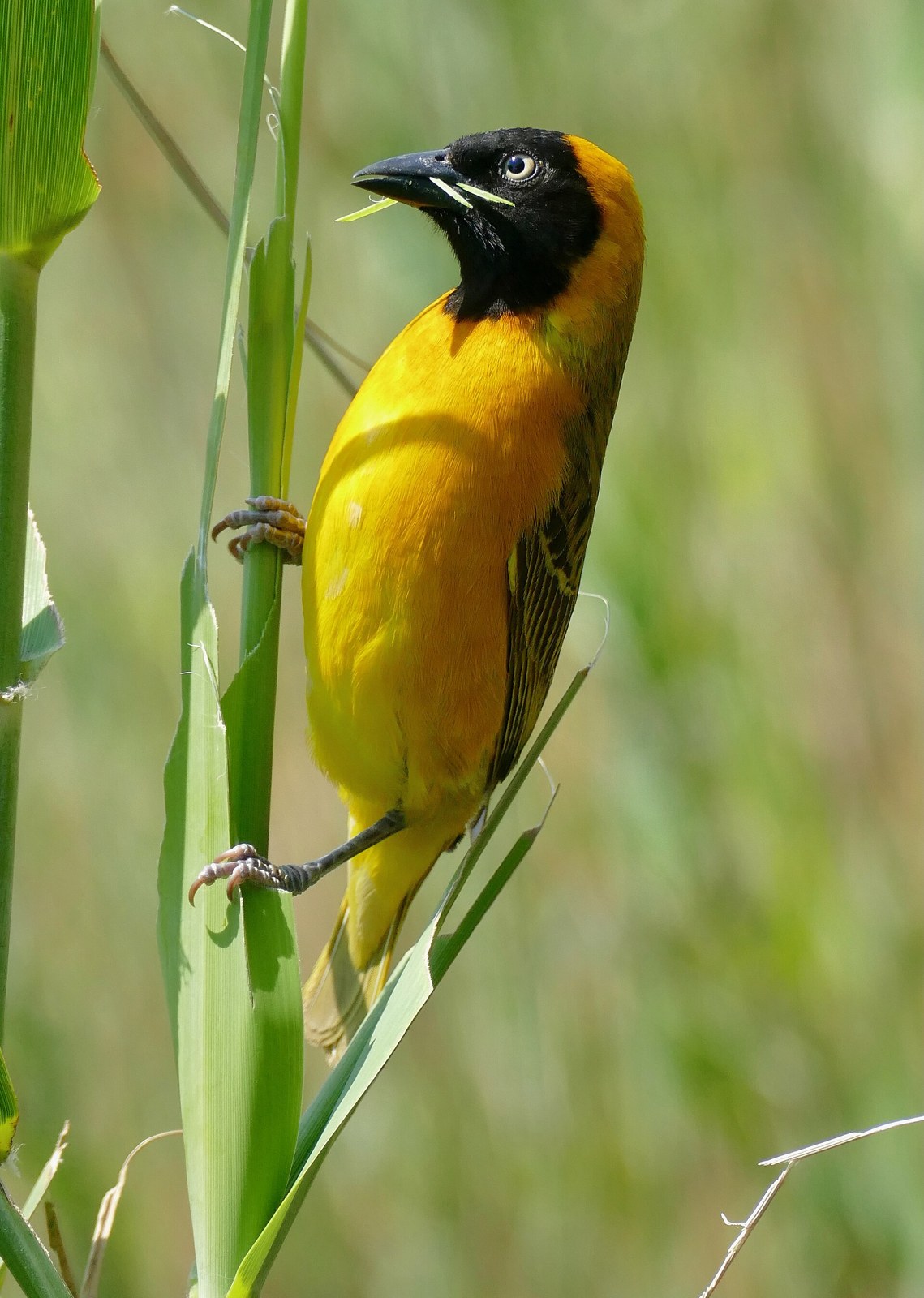 Pletiarka olivová (Ploceus intermedius)