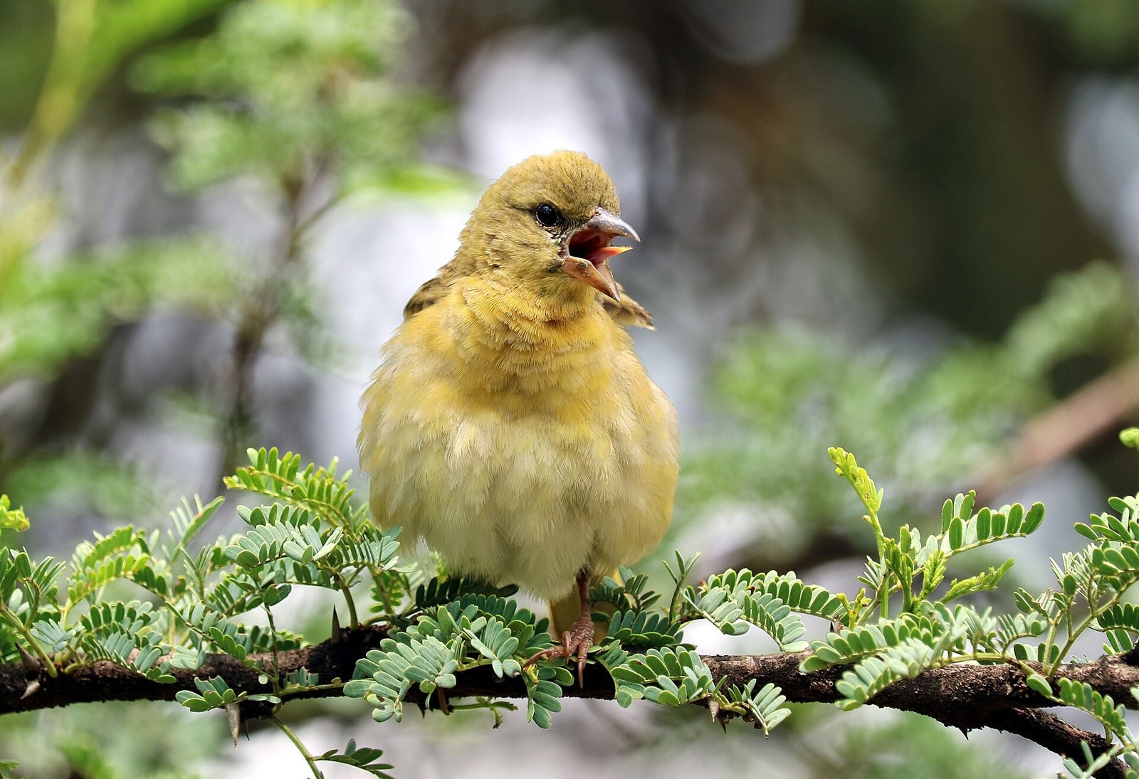 Pletiarka škrabošková (Ploceus velatus)