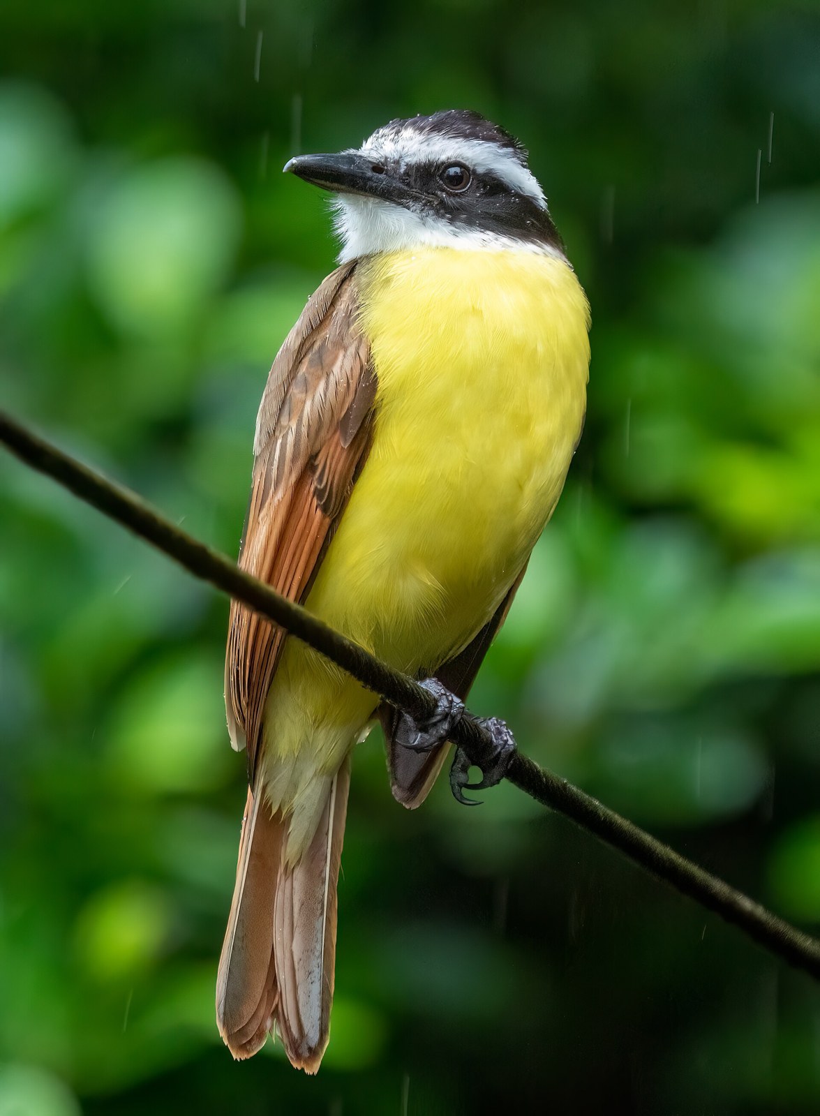 Postriežkar bentevi (Pitangus sulphuratus)