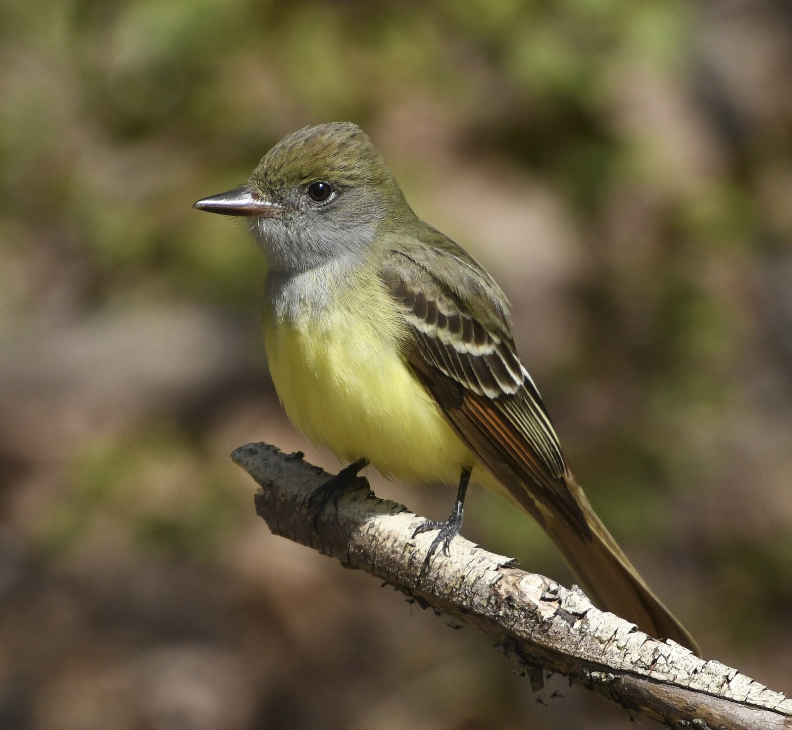 Postriežkar chochlatý (Myiarchus crinitus)