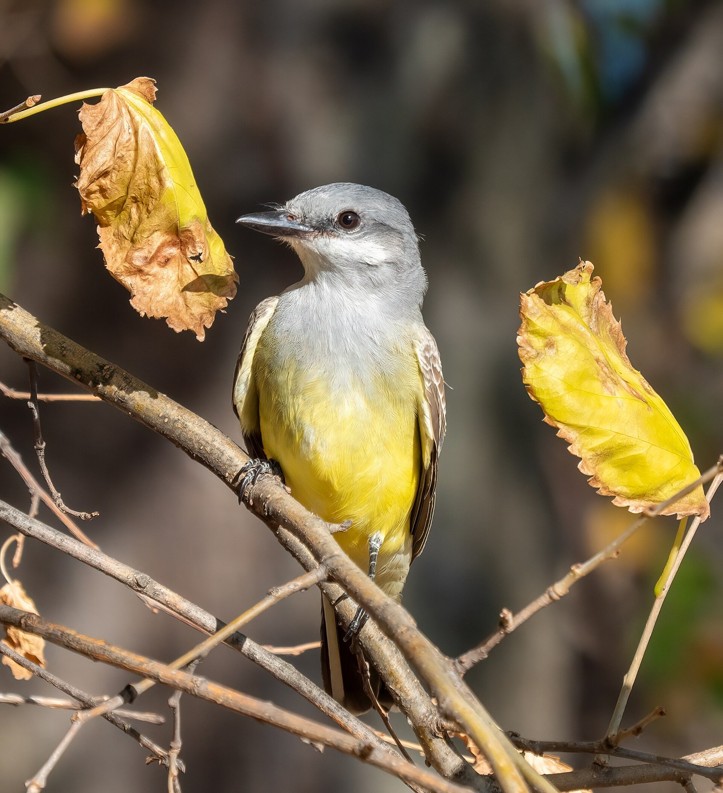 Postriežkar čiernochvostý (Tyrannus verticalis)