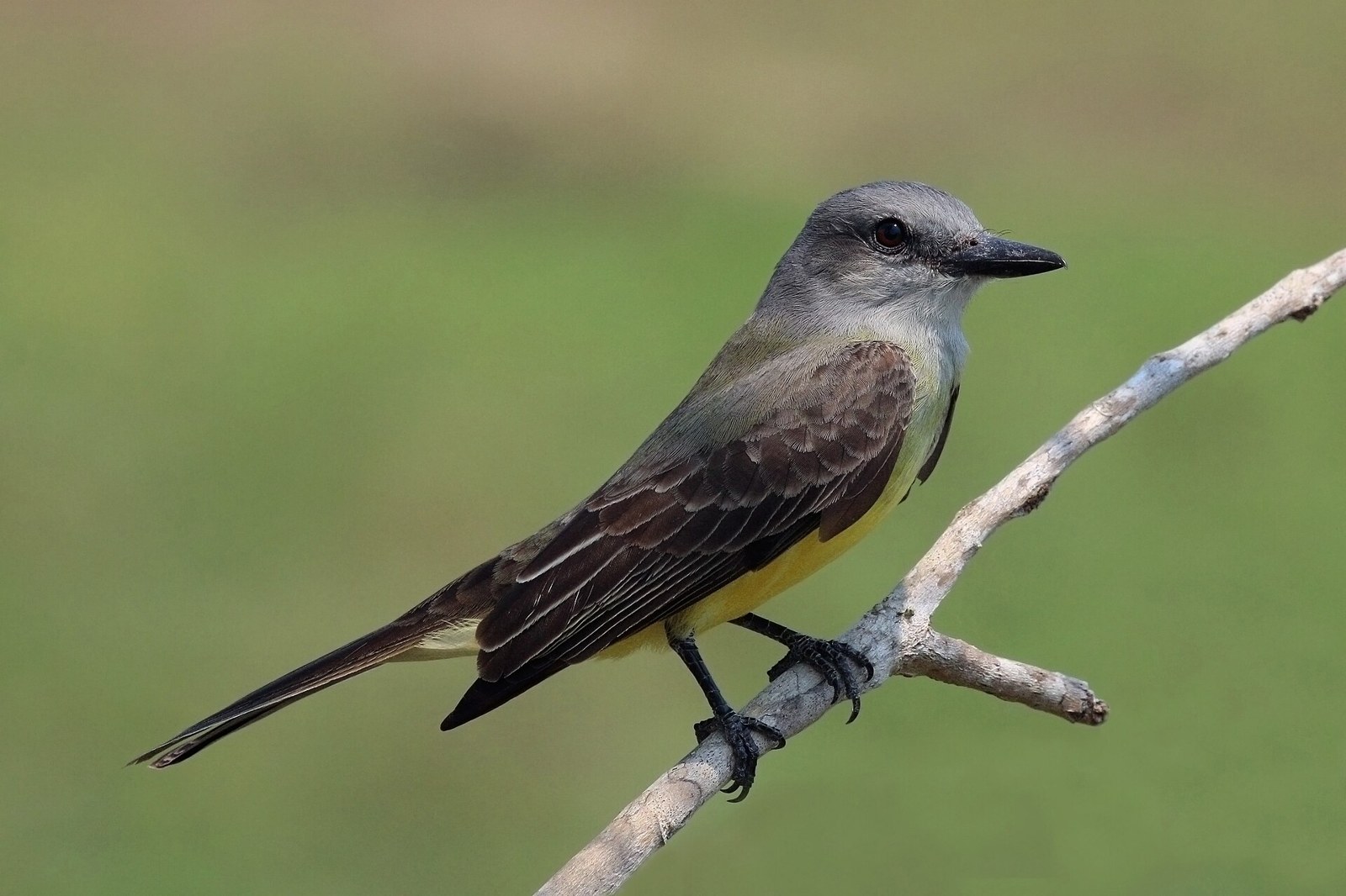 postriežkar čiernozobý (Tyrannus melancholicus)