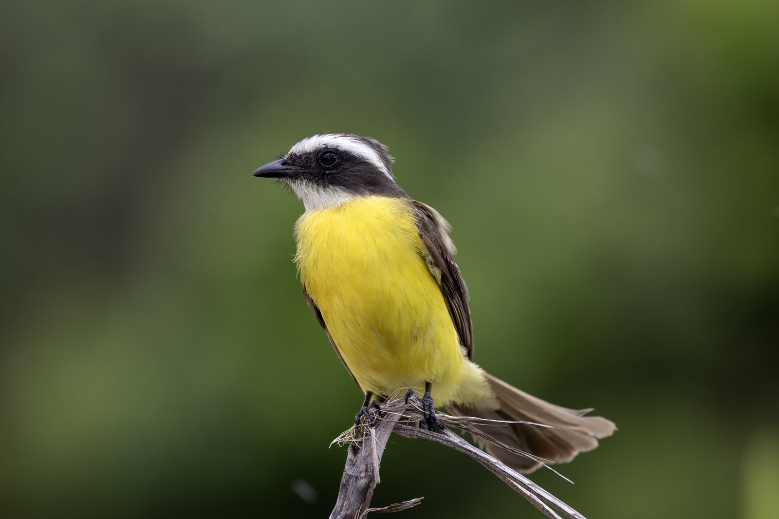 Postriežkar družný (Myiozetetes similis)