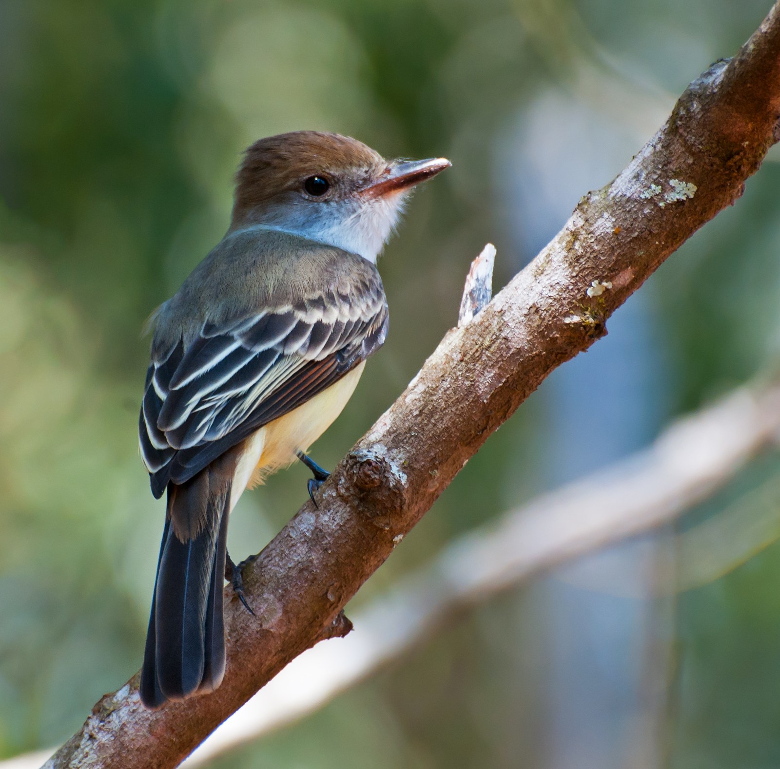 Postriežkar hnedochochlatý (Myiarchus tyrannulus)
