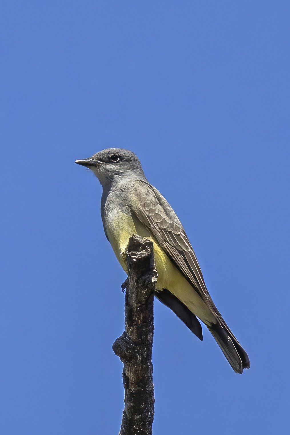 Postriežkar krikľavý (Tyrannus vociferans)
