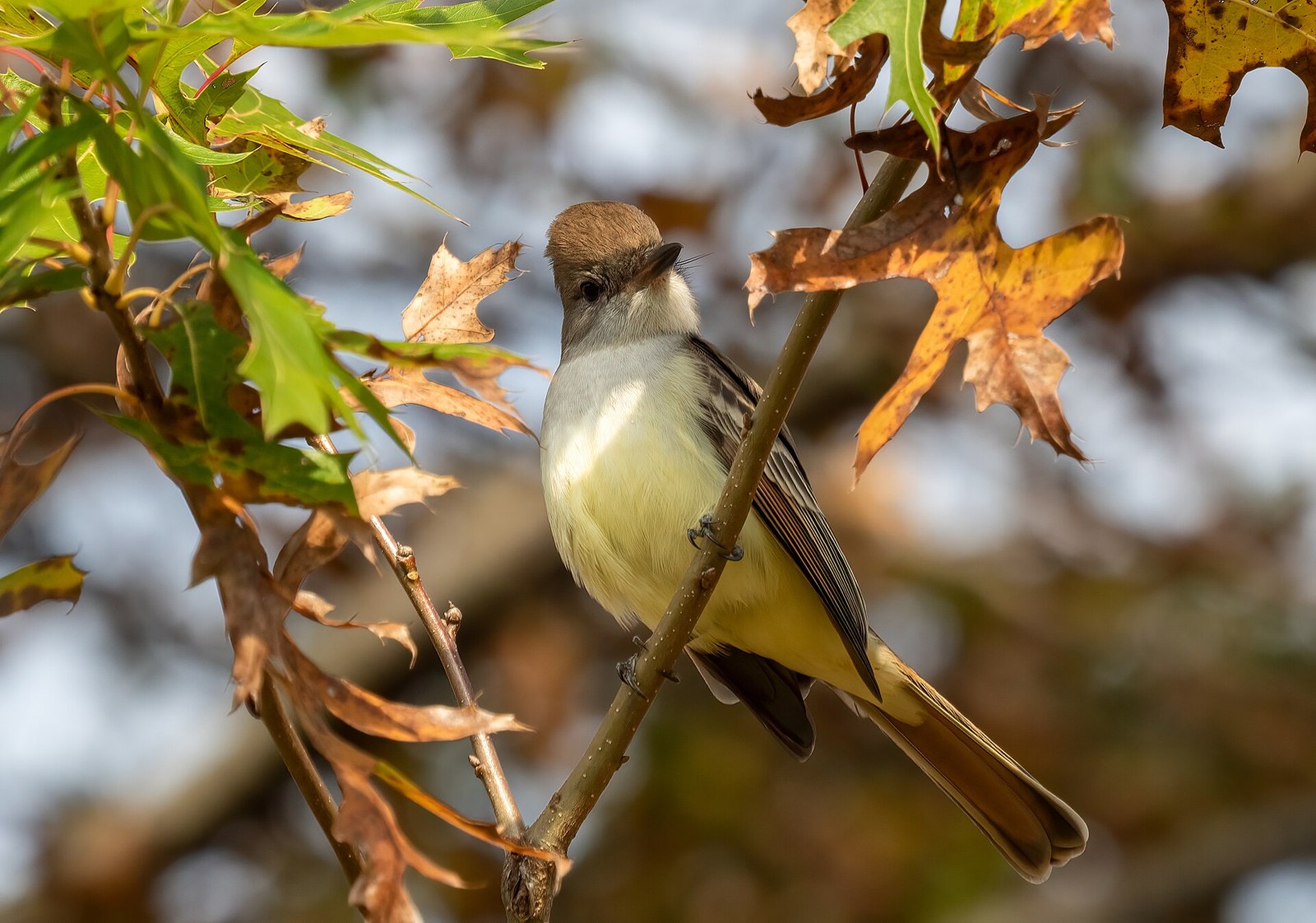 Postriežkar sivohrdlý (Myiarchus cinerascens)