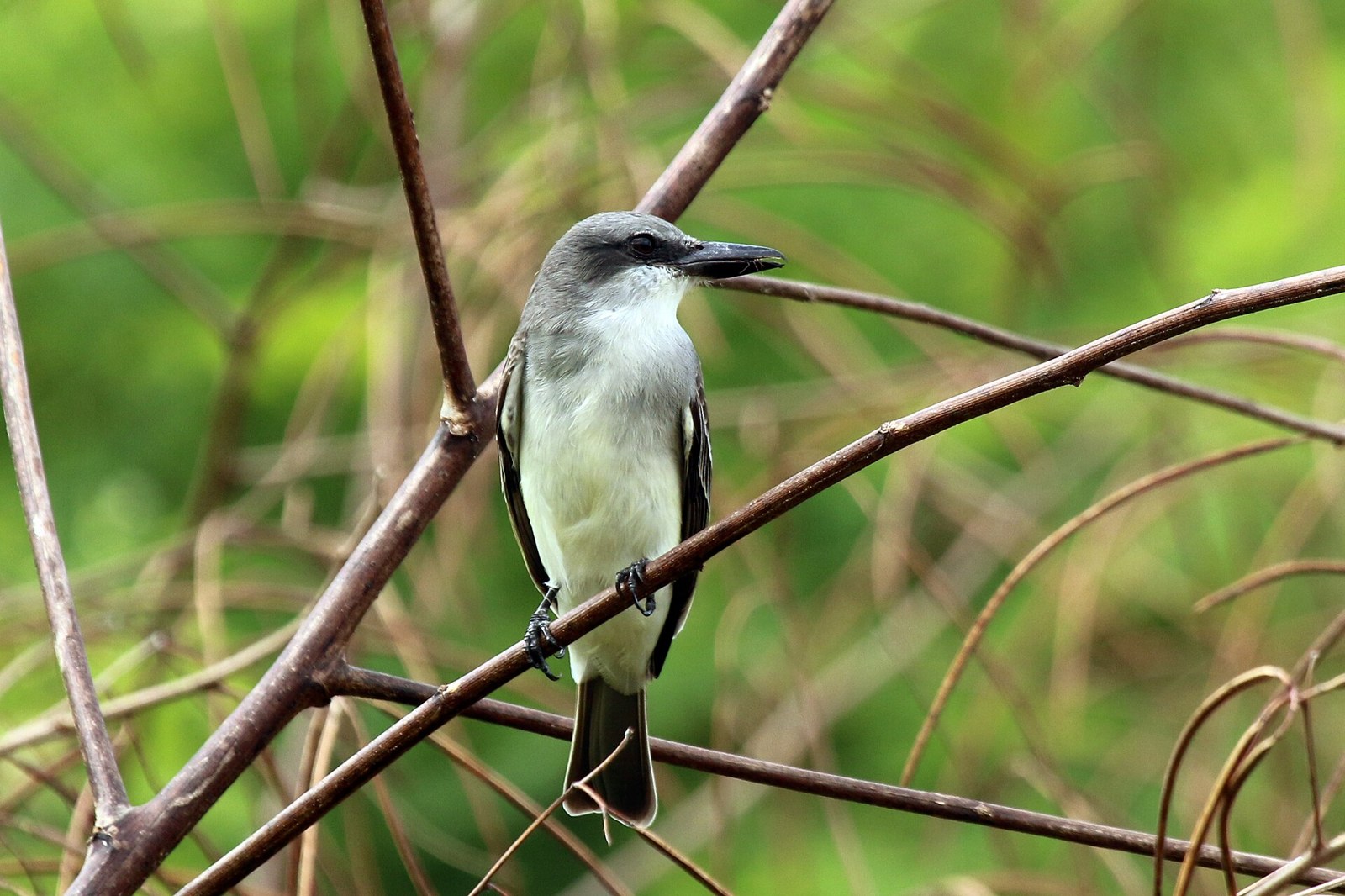 postriežkar sivý (Tyrannus dominicensis)