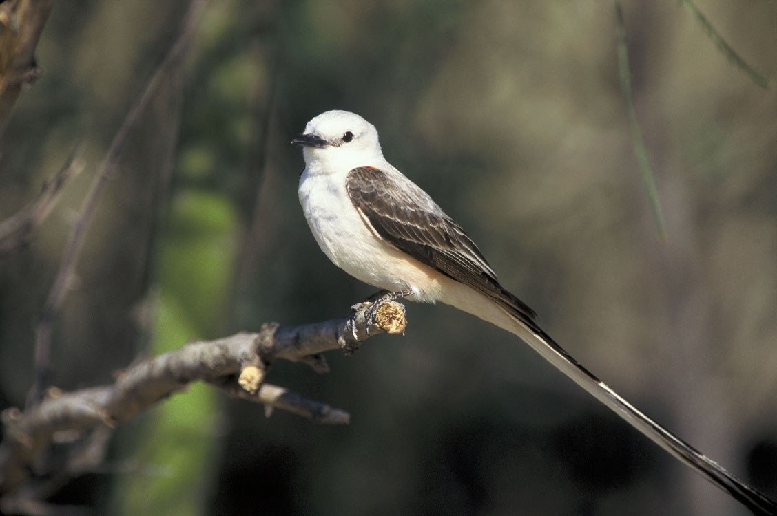 postriežkar vidlochvostý (Tyrannus forficatus)