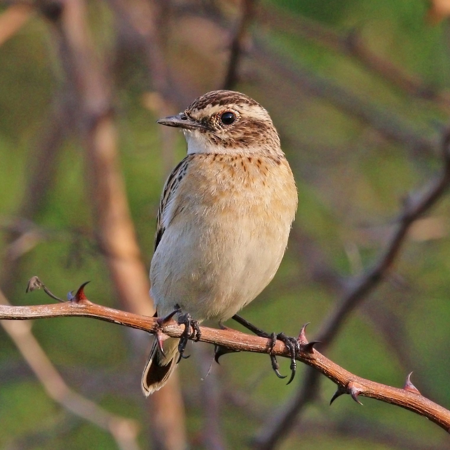 pŕhľaviar červenkastý (Saxicola rubetra)