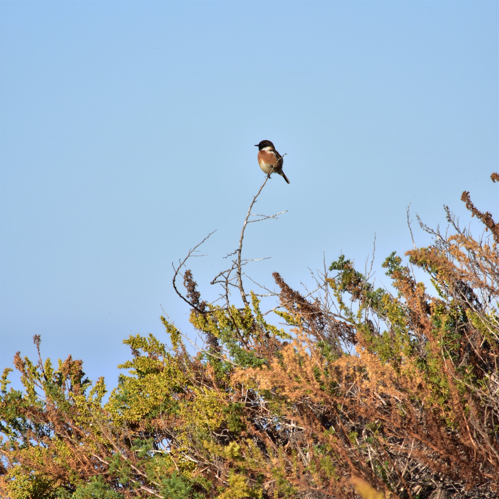 Pŕhľaviar čiernohlavý — dospelý jedinec v atlantickom biotope (Cabo da Roca/Guincho — pobrežná piesočná vegetácia), Cascais Portugalsko 2017, foto Pedro Mendes CC BY 2.0