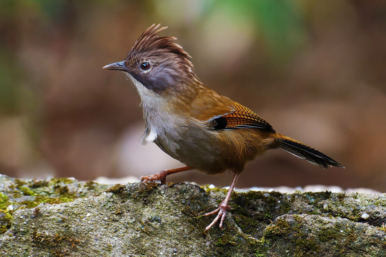 Prúžkavec sivohrdlý (Actinodura nipalensis)