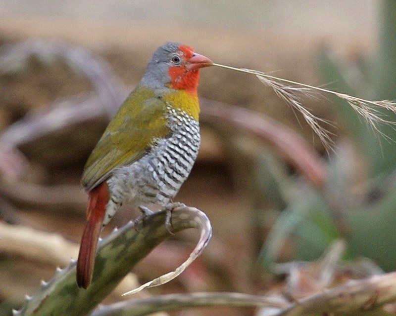 Pytília krásna (Pytilia melba)