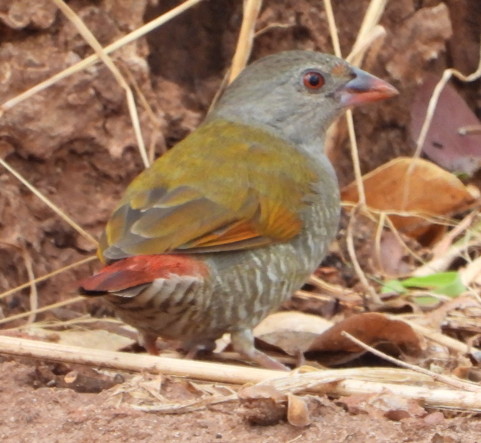 Pytília zlatokrídla (Pytilia afra)