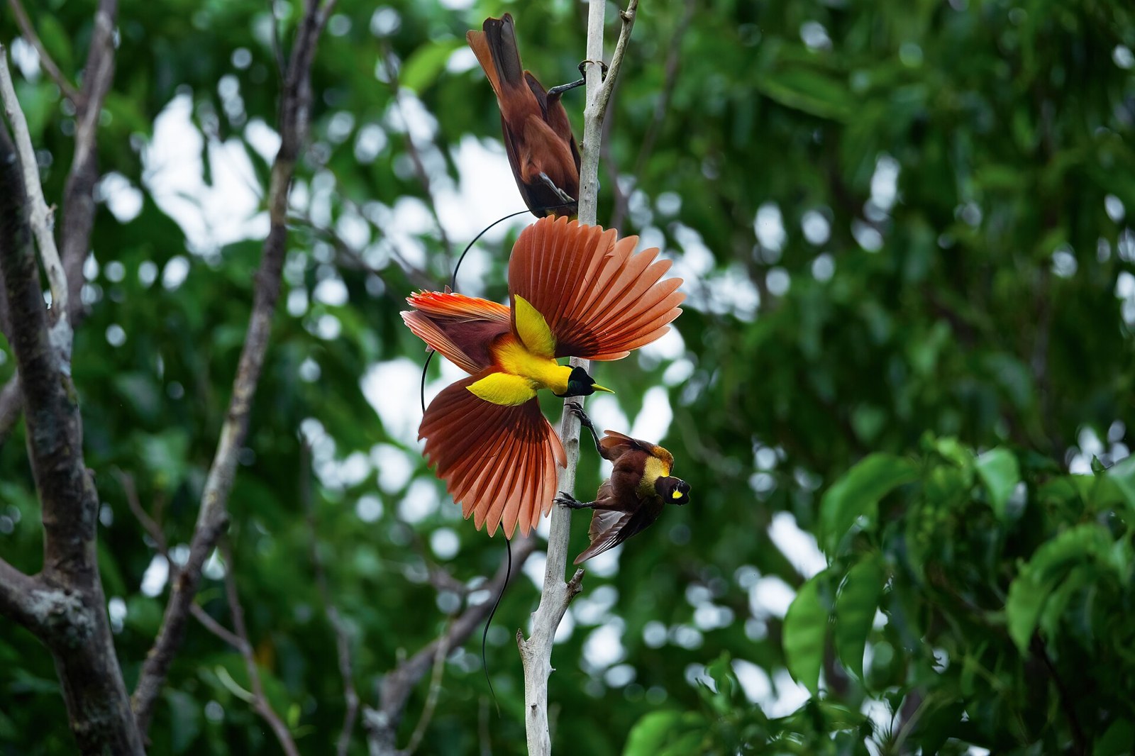 Rajka červená (Paradisaea rubra)