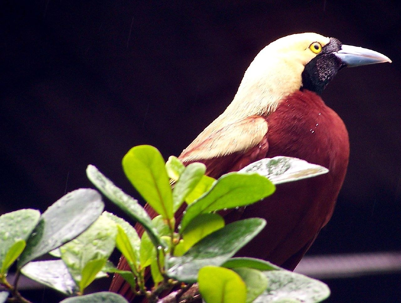 Rajka hodvábna (Paradisaea minor)