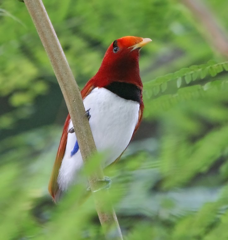 Rajka kráľovská (Cicinnurus regius)
