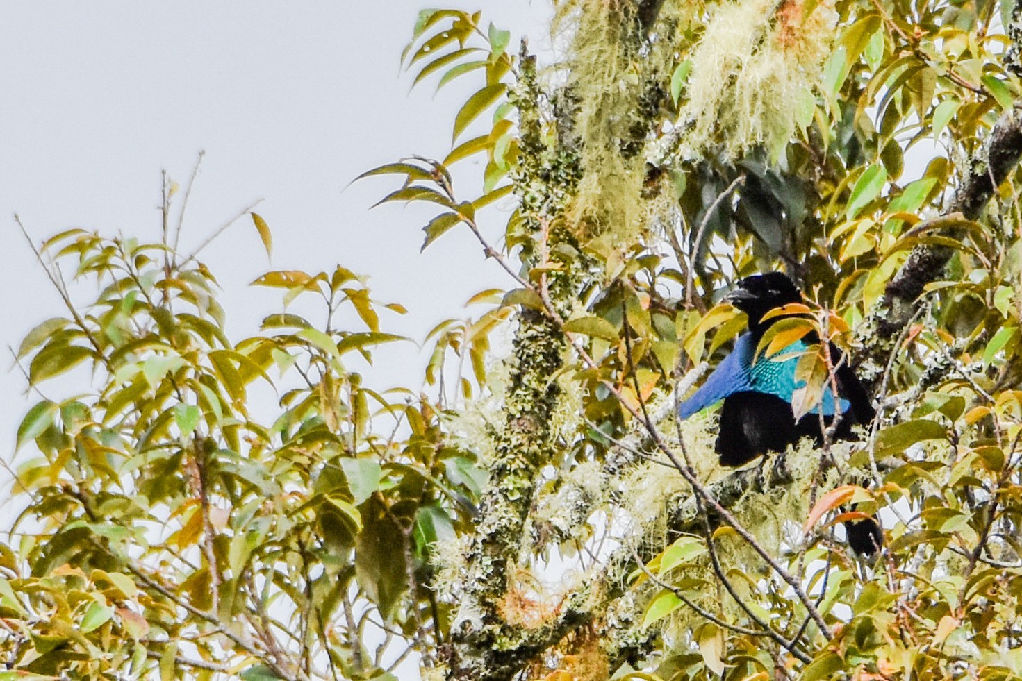 Rajka pôvabná (Lophorina superba)