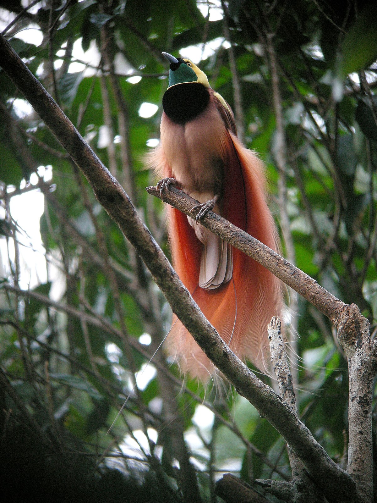 Rajka Raggiho (Paradisaea raggiana)