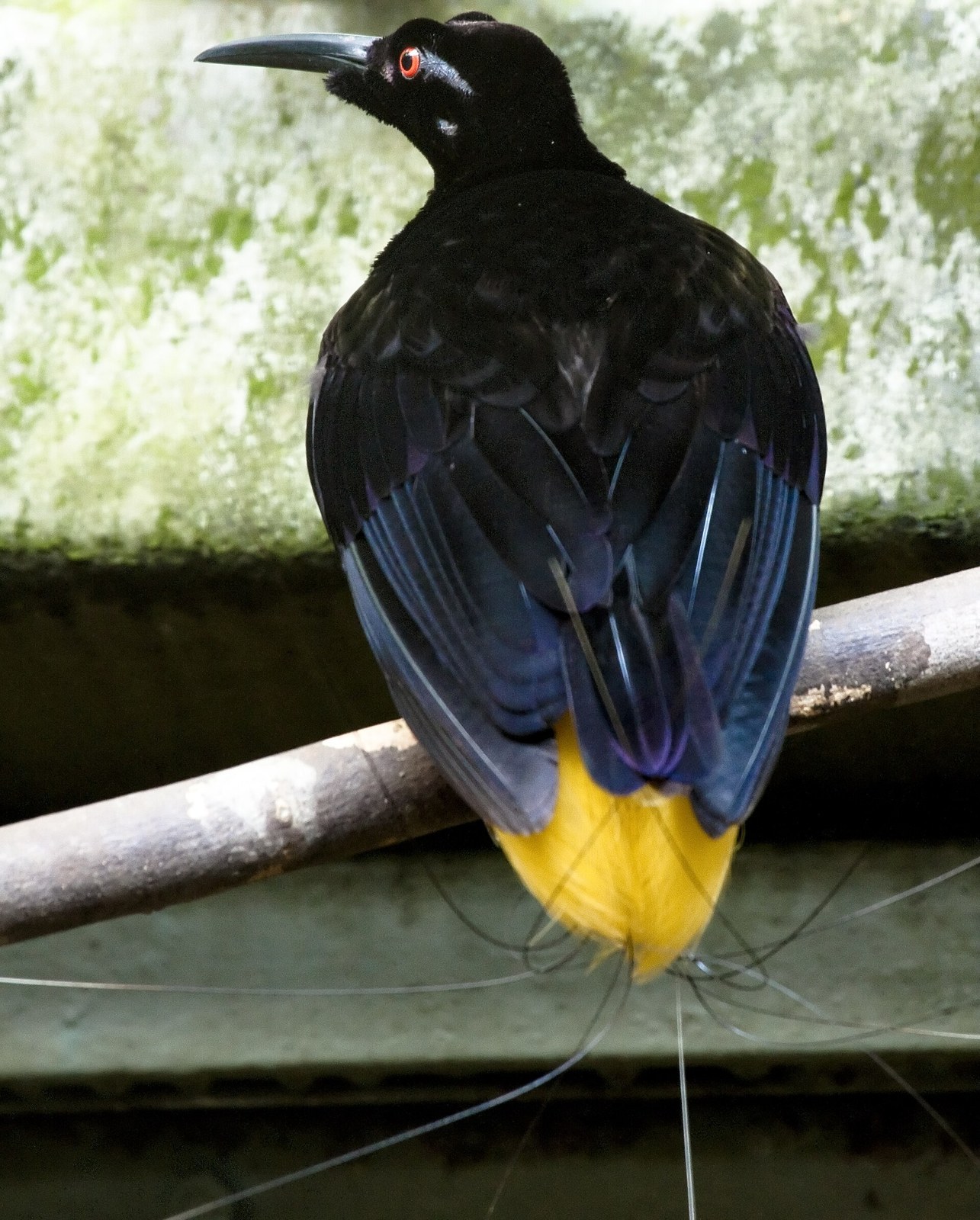 Rajka vlasatá (Seleucidis melanoleucus)
