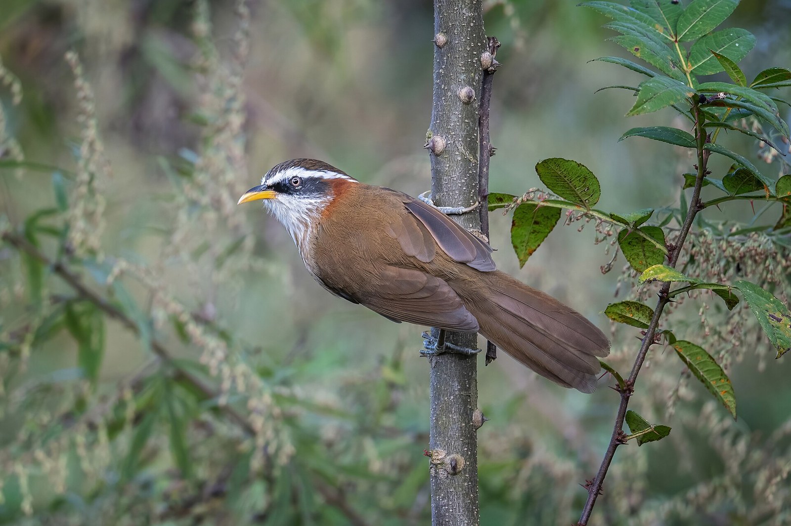 Šabľozob bielohrdlý (Pomatorhinus ruficollis)