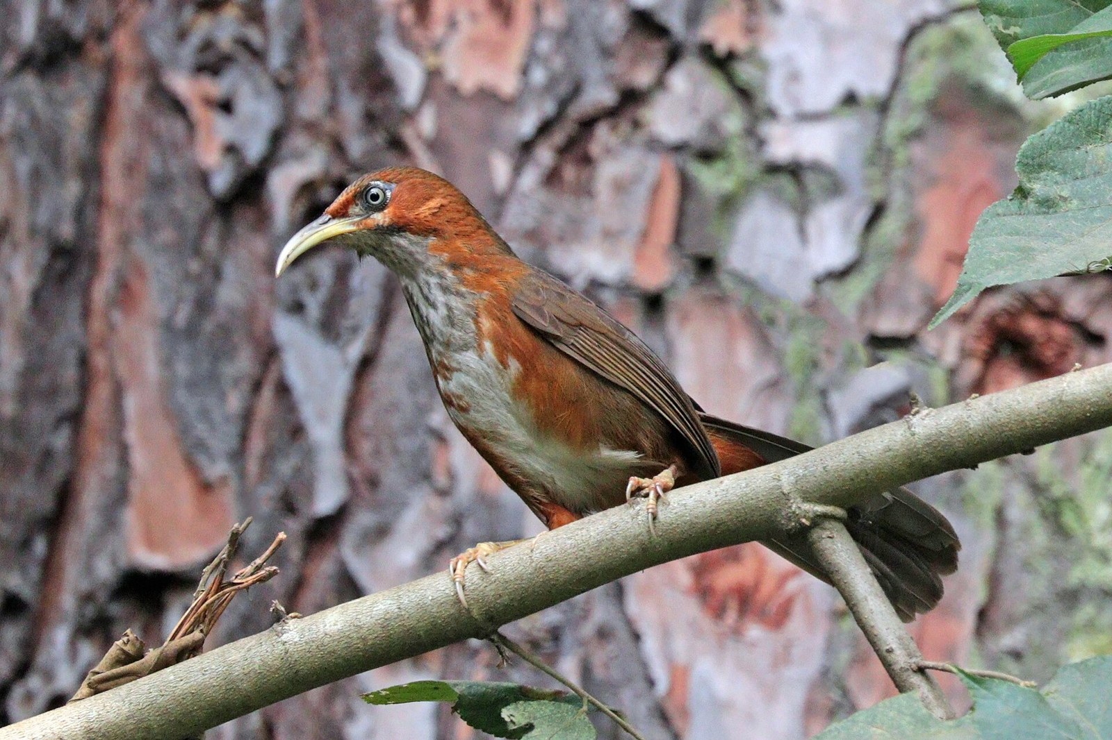Šabľozob červenolíci (Pomatorhinus erythrogenys)