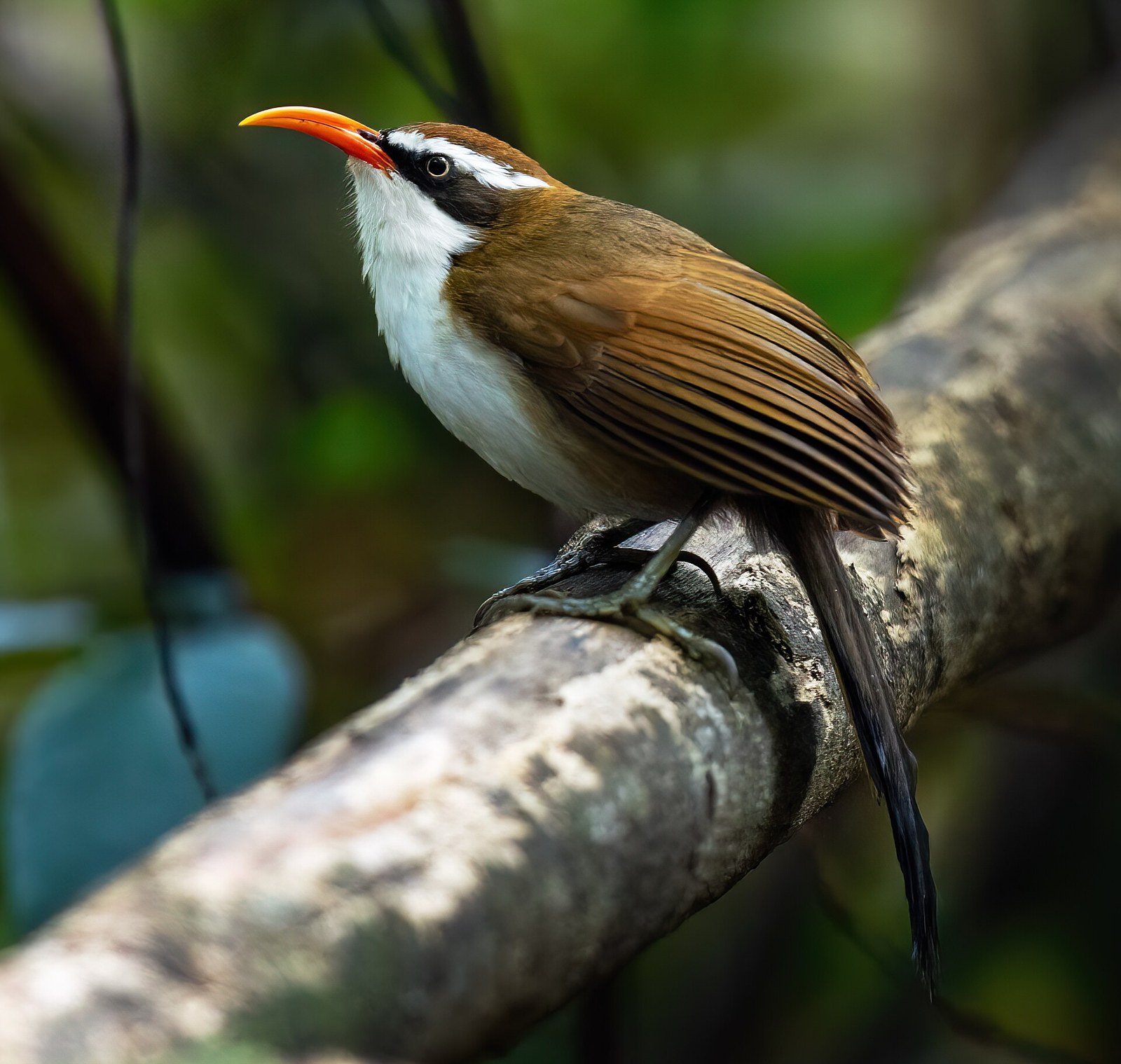 Šabľozob červenozobý (Pomatorhinus ochraceiceps)